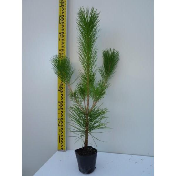 クロマツ(5本セット) 樹高0.6m前後 10.5cmポット 黒松 くろまつ 松の木 苗木 植木 苗 庭木 生け垣 送料込み|u-kinoka|02