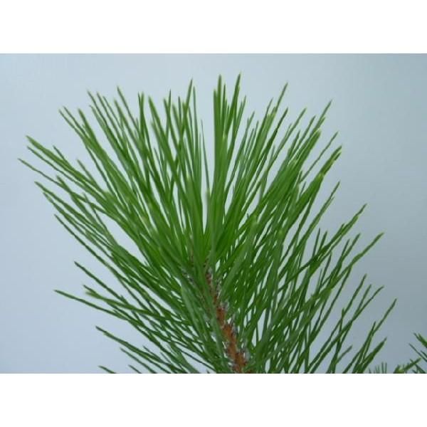 クロマツ(5本セット) 樹高0.6m前後 10.5cmポット 黒松 くろまつ 松の木 苗木 植木 苗 庭木 生け垣 送料込み|u-kinoka|03