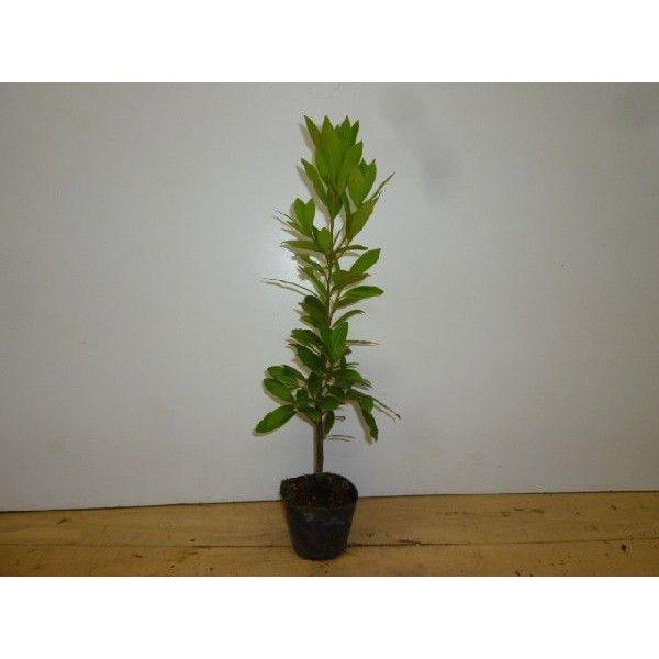 ゲッケイジュ 樹高0 2m前後 9cmポット 月桂樹 ローリエ葉の香りシンボルツリー 苗木 植木 苗 庭木 生け垣 Ta 2506 季の香 きのか 通販 Yahoo ショッピング