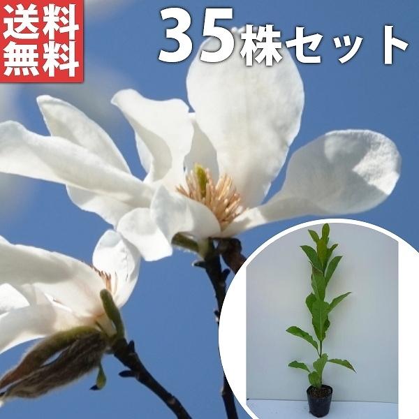 宅送 コブシ 35本セット 樹高0 5m前後 10 5cmポット こぶし 苗木 植木 苗 庭木 生け垣 送料込み Ta 27 35set 季の香 通販 Yahoo ショッピング 超人気 Teste Zeky Com Br
