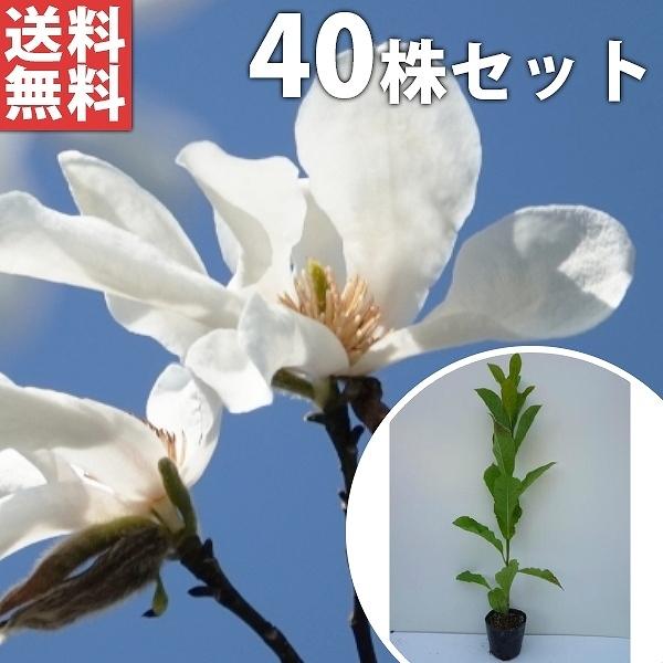 送料無料 コブシ 40本セット 樹高0 5m前後 10 5cmポット こぶし 苗木 植木 苗 庭木 生け垣 送料込み Ta 27 40set 季の香 通販 Yahoo ショッピング 手数料安い Www Maxipiso Com Ar