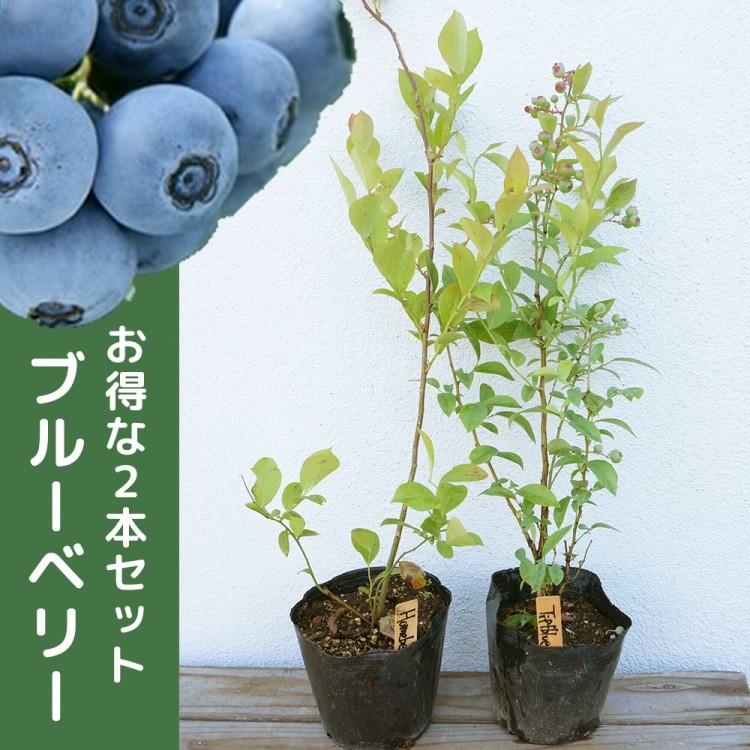 ブルーベリー 2品種セット 樹高0 3m前後 13 5cmポット バルドウィンとホームベルのセット ラビットアイ 苗木 植木 苗 庭木 生け垣 果樹 Ta 2set 季の香 きのか 通販 Yahoo ショッピング