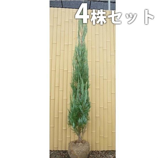 ブルーエンジェル 4本セット 樹高1 2m前後 根巻 コニファー ブルーヘブンに比べまっすぐ伸びる 苗木 植木 苗 庭木 生け垣 送料込み コニファー Ta 4set 季の香 きのか 通販 Yahoo ショッピング