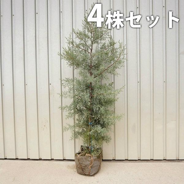 正規激安 ブルーアイス 4本セット 樹高1 2m前後 根巻 シンボツツリー クリスマスツリー コニファー 生垣用 苗木 植木 苗 庭木 生け垣 送料込み コニファー 最新情報 Zoetalentsolutions Com