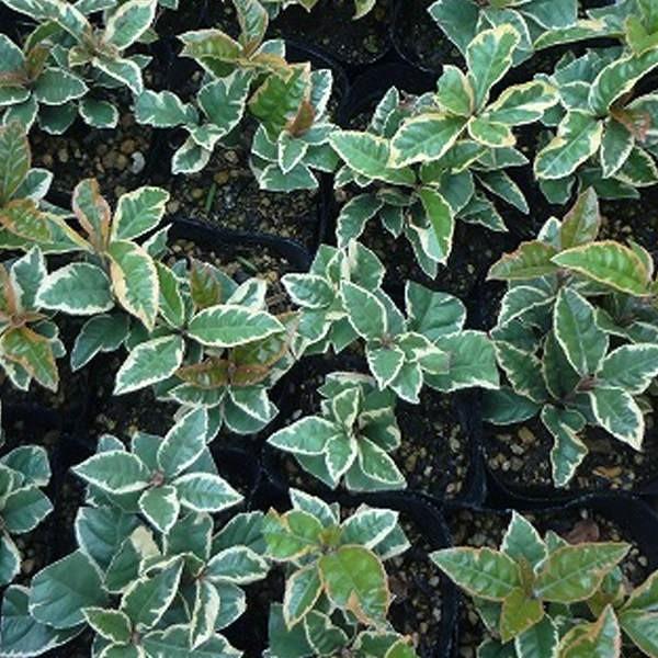 新しいスタイル 送料込み 生け垣 庭木 苗 植木 苗木 やぶこうじ 斑入り 9cmポット 斑入りヤブコウジ 28ポットセット 下草 グランドカバー 斑入りヤブコウジ 香味野菜 Affaires Sociales Gouv Cg
