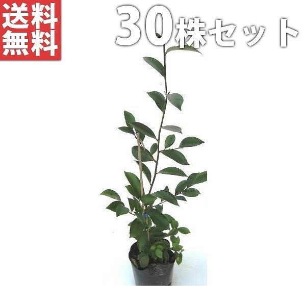 正規激安 サカキ 30本セット 樹高0 25m前後 10 5cmポット さかき アカメ 赤芽 ホンサカキ 榊 本榊 常緑樹 苗木 植木 苗 庭木 生け垣 送料込み 目隠し 生垣 50 Off M Mahdi Net