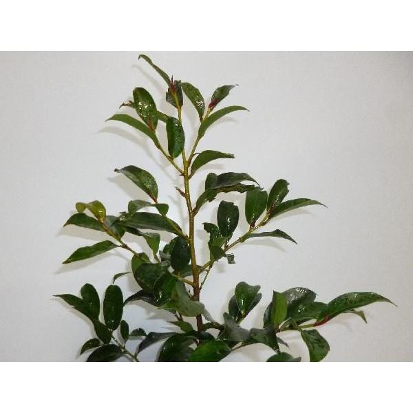 人気ショップが最安値挑戦 サカキ 本セット 樹高0 4m前後 15cmポット さかき アカメ 赤芽 ホンサカキ 榊 本榊 常緑樹 苗木 植木 苗 庭木 生け垣 送料込み 目隠し 生垣 Ta 2852 set 季の香 通販 Yahoo ショッピング 工場直送 Foroactua Com