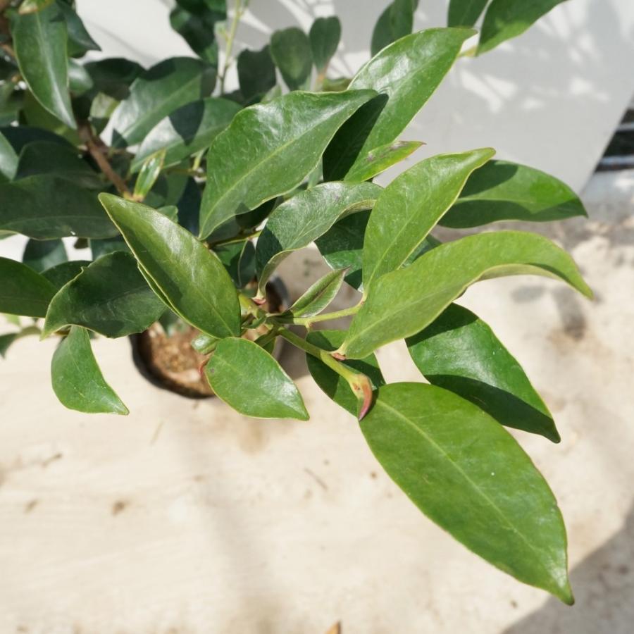 サカキ 5本セット 樹高0 5m前後 15cmポット さかき アカメ 赤芽 ホンサカキ 榊 本榊 常緑樹 苗木 植木 苗 庭木 生け垣 送料込み Ta 2852 5set 季の香 きのか 通販 Yahoo ショッピング