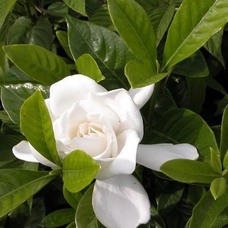 ヤエクチナシ 10本セット 樹高0 4m前後 15cmポット 白花 八重咲きクチナシ ガーデニア 八重 クチナシ生垣 苗木 植木 苗 庭木 生け垣 送料込み Ta 290 10set 季の香 きのか 通販 Yahoo ショッピング