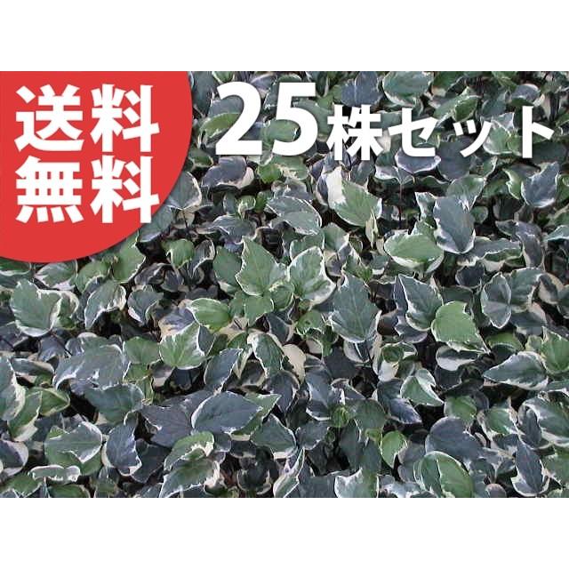送料込 ヘデラ カナリエンシス バリエガータ 25ポットセット 10 5cmポット アイビー 苗木 植木 苗 庭木 生け垣 送料込み 高級感 Zoetalentsolutions Com