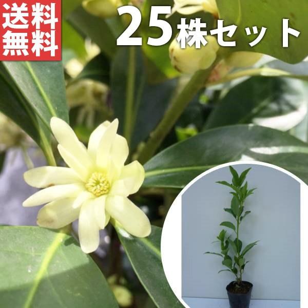 シキミ 25本セット 樹高0 2m前後 10 5cmポット しきみ 樒 櫁 苗木 植木 苗 庭木 生け垣 送料込み 目隠し 生垣 Ta 3322 25set 季の香 きのか 通販 Yahoo ショッピング