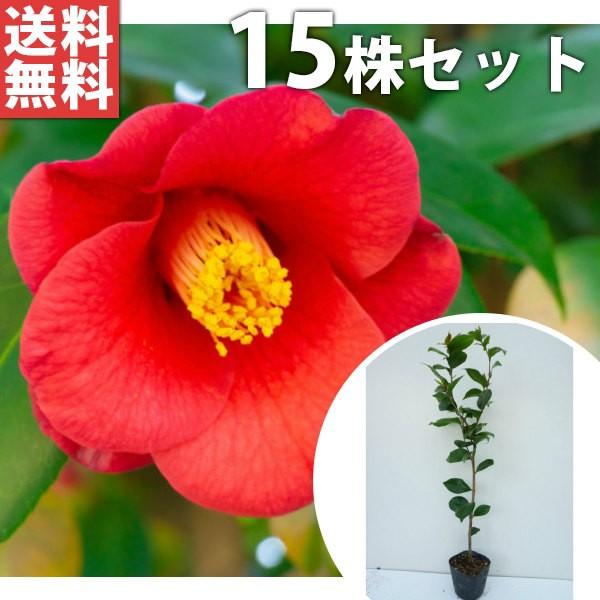 ヤブツバキ 15本セット 樹高0 8m前後 15cmポット ツバキ 椿 つばき 山椿 ヤマツバキ 苗木 植木 苗 庭木 生け垣 送料込み 目隠し 生垣 Ta 15set 季の香 きのか 通販 Yahoo ショッピング