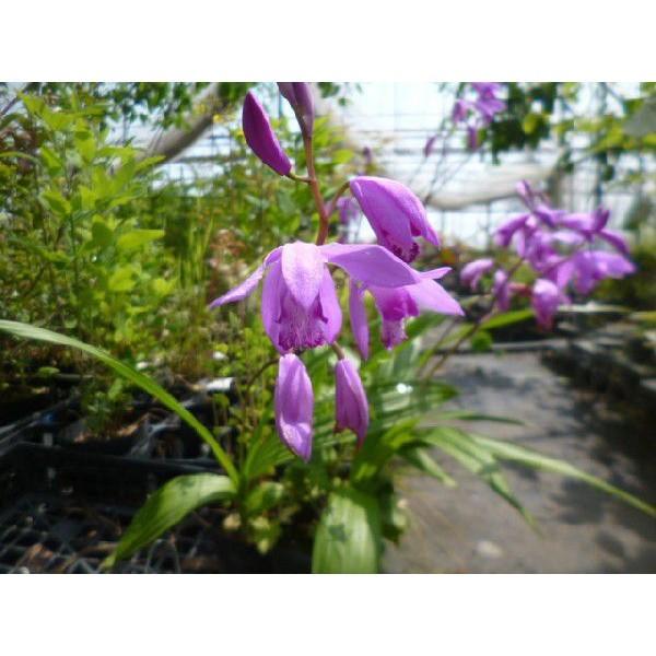 シラン 5ポットセット 3月 5月にかけて 10 5cmポット 冬場は地上部がありません 宿根草 庭木 植木 生け垣 紫色の花を咲かせる 苗 苗木 スーパーセール期間限定 10 5cmポット