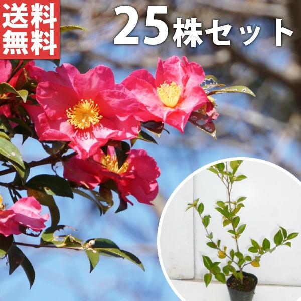 買取 サザンカ 25本セット 樹高0 4m前後 10 5cmポット 山茶花 さざんか タチカン赤花 生垣樹木 苗木 植木 苗 庭木 生け垣 送料込み Columbiatools Com