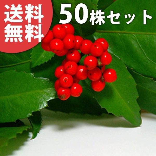 センリョウ（50本セット） 樹高0.1m前後 9cmポット （赤実） 千両 せんりょう 苗木 植木 苗 庭木 生け垣 送料込み 中木・低木