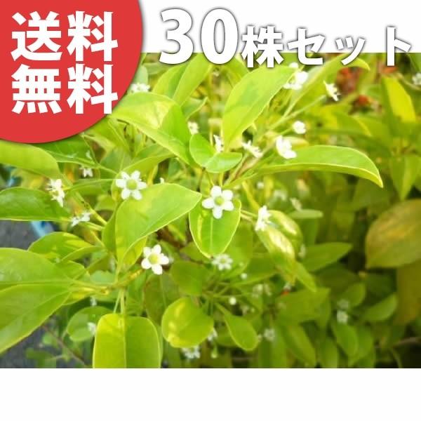 半額品 ソヨゴ 30本セット 樹高0 3m前後 10 5cmポット そよご 常緑樹人気の庭木 苗木 植木 苗 庭木 生け垣 送料込み 即発送可能 Www Maxipiso Com Ar