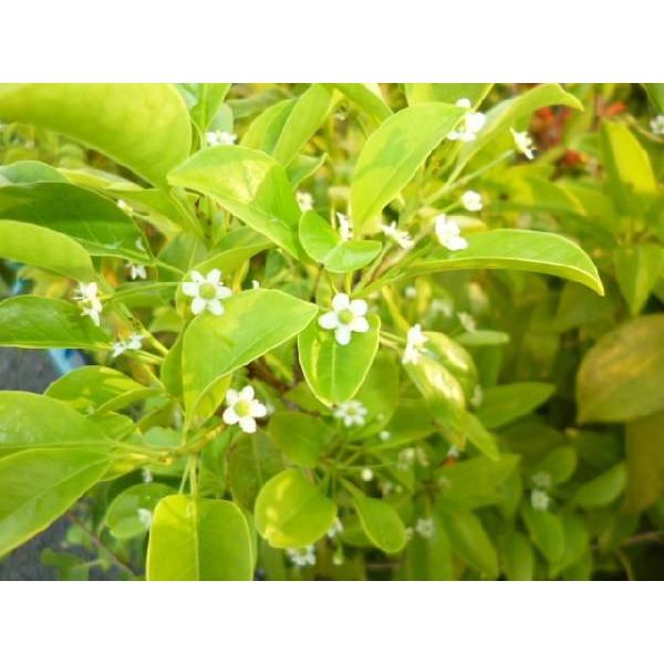 ソヨゴ 樹高0 3m前後 10 5cmポット そよご 常緑樹庭木 庭木 植木 生け垣 苗 苗木 激安超安値 10 5cmポット