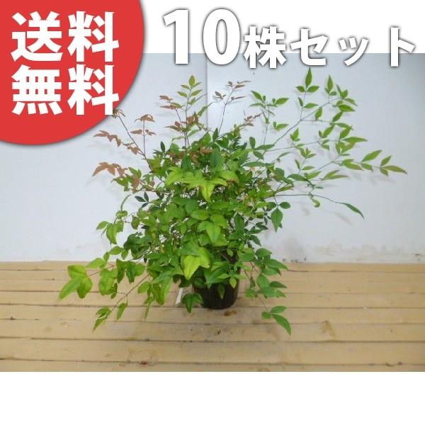 ナンテン 10本セット 樹高0 3m前後 12cmポット 南天 なんてん 代引き不可 赤実縁起の良い木 苗木 庭木 植木 低木 中木 苗 生け垣 送料込み