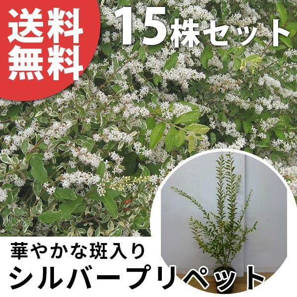 バースデー 記念日 ギフト 贈物 お勧め 通販 シルバープリペット 15本セット 樹高0 5m前後 15cmポット ポット入り 生垣用 苗木 植木 苗 庭木 生け垣 送料込み 目隠し 生垣