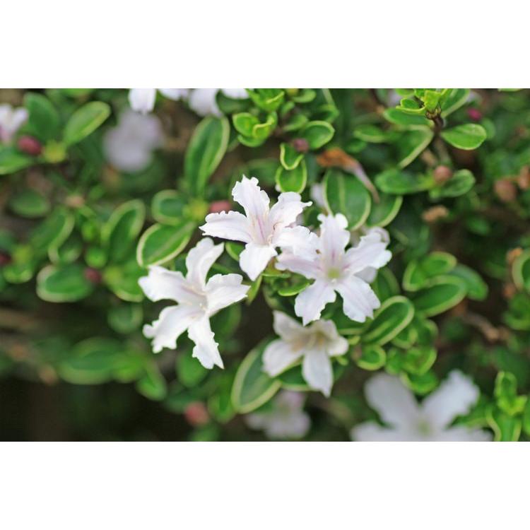 ハクチョウゲ 樹高0 4m前後 15cmポット 白丁花 苗木 植木 苗 庭木 生け垣 Ta 5102 季の香 きのか 通販 Yahoo ショッピング