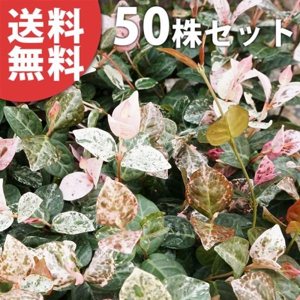 新品 ハツユキカズラ 50ポットセット 9cmポット ハツユキカヅラ はつゆきかずら 初雪カズラ 苗木 植木 苗 庭木 生け垣 送料込み 正規店仕入れの M Mahdi Com