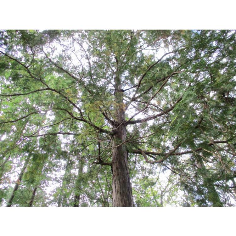 ヒノキ 樹高0.5m前後 10.5cmポット ひのき 苗木 植木 苗 庭木 生け垣