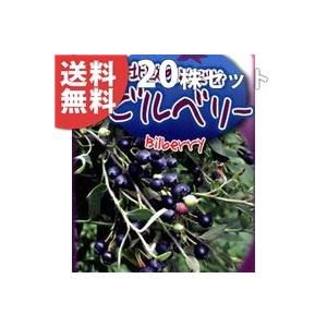メーカー包装済 ビルベリー 本セット 樹高0 3m前後 15cmポット 木立性 ワイルドブルーベリー アメリカ原産種 苗木 植木 苗 庭木 生け垣 送料込み 果樹 Ta 5680 set 季の香 通販 Yahoo ショッピング 超人気 Www Maxipiso Com Ar