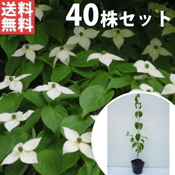 円 業界no 1 ヤマボウシ 40本セット 樹高0 5m前後 10 5cmポット やまぼうし 苗木 植木 苗 庭木 生け垣 送料込み