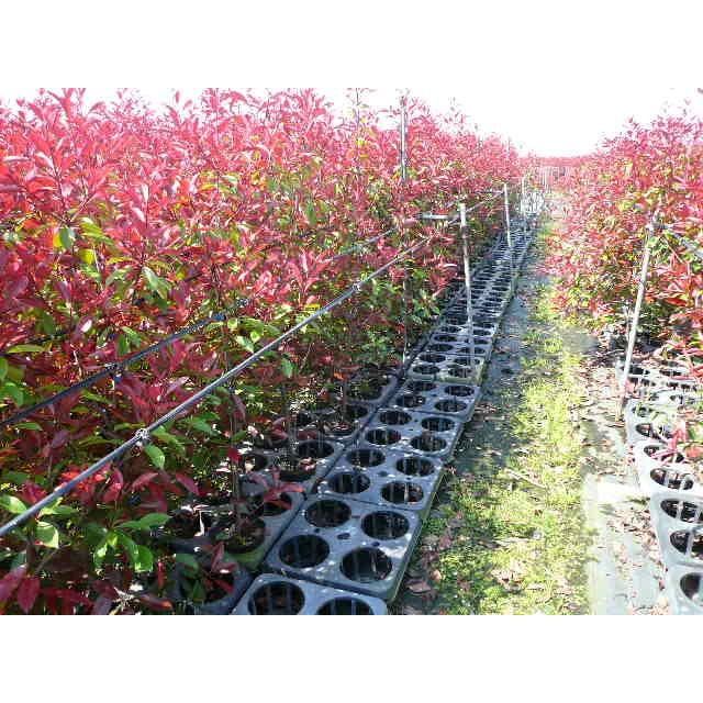 100 安い レッドロビン 5本セット 樹高1 0m前後 15cmポット ベニカナメモチ ベニカナメ れっどろびん 垣根 生垣用 苗木 植木 苗 庭木 生け垣 送料込み 目隠し 生垣