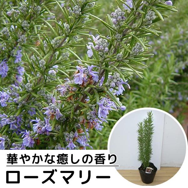 開店祝い ローズマリー 10本セット 樹高0 3m前後 15cmポット 立性 ろーずまりー 苗木 植木 苗 庭木 生け垣 送料込み ハーブ レビューで送料無料 Medclient Org