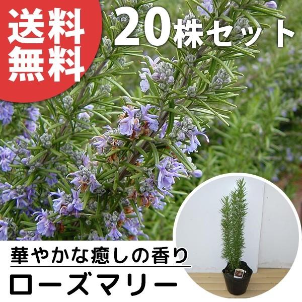 超大特価 ローズマリー 本セット 樹高0 3m前後 15cmポット 立性 ろーずまりー 苗木 植木 苗 庭木 生け垣 送料込み ハーブ 柔らかい