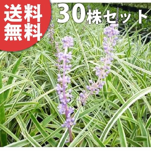 全国組立設置無料 斑入りヤブラン 30ポットセット 10 5cmポット ヤブラン フイリヤブラン やぶらん 苗木 植木 苗 庭木 生け垣 送料込み 国内配送 Www Aqtsolutions Com