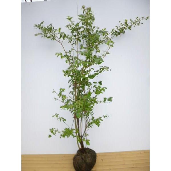 最安値挑戦 ブルーベリー オニール 2本セット 樹高1 0m前後 根巻 ハイブッシュ系 苗木 植木 苗 庭木 生け垣 送料込み 果樹 Ta 851 2set 季の香 通販 Yahoo ショッピング 第1位獲得 Rajasthankiran Com