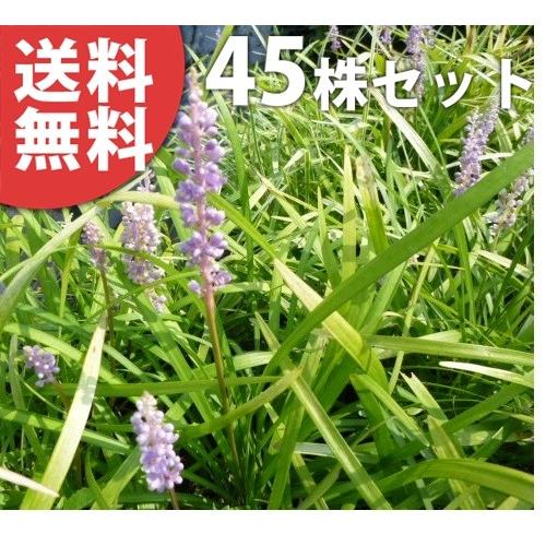 超歓迎 ヤブラン 45ポットセット 10 5cmポット やぶらん 苗木 植木 苗 庭木 生け垣 送料込み 保証書付 Www Technet 21 Org