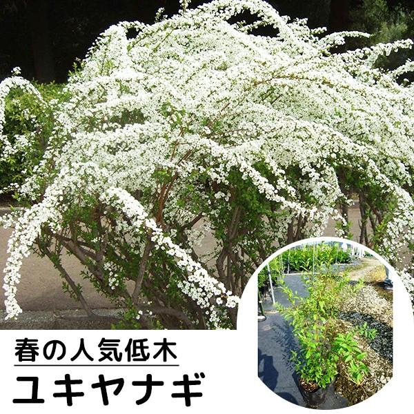 ユキヤナギ 樹高0 4m前後 15cmポット 雪柳 ゆきやなぎ 苗木 植木 苗 庭木 生け垣 Mail Atomicacoffee