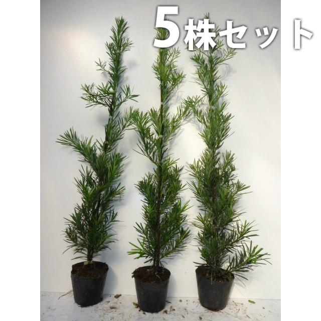 ラカンマキ 5本セット 樹高0 7m前後 15cmポット 生垣 らかんまき マキ まき 苗木 植木 苗 庭木 生け垣 送料込み 目隠し 生垣 Ta 952 5set 季の香 通販 Yahoo ショッピング