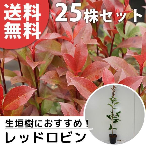 レッドロビン 25本セット 樹高0 25m前後 10 5cmポット ベニカナメモチ ベニカナメ れっ