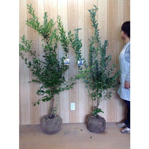 ブルーベリー苗　ティフブルー＆ブライトウェル大苗2本セット ブルーベリー・ティフブルーとブライトウェルのセット 樹高1.2m前後 根