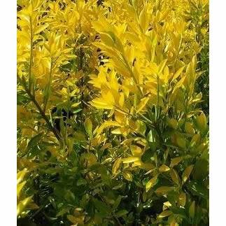 オウゴンマサキ 本セット 樹高0 4m前後 15cmポット おうごんまさき 黄金マサキ スーパー黄金マサキ 生垣用 苗木 植木 苗 庭木 生け垣 送料込み Ta O set 季の香 通販 Yahoo ショッピング