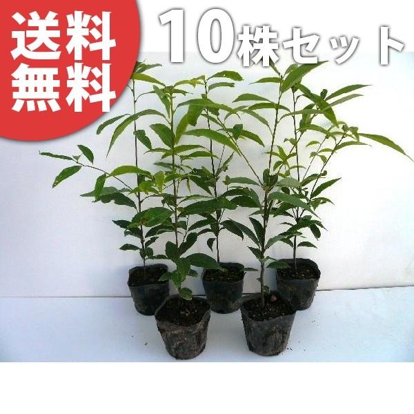 シラカシ 10本セット 樹高0 3m前後 10 5cmポット 白樫 白橿 しらかし ポット入り生垣用 苗木 植木 苗 庭木 生け垣 送料込み 目隠し 生垣