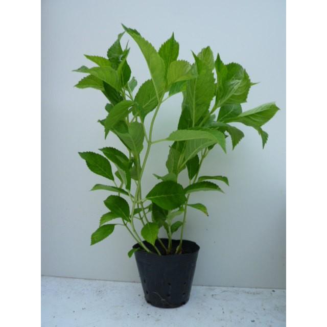 アジサイ 樹高0 3m前後 15cmポット 造園用 あじさい 紫陽花 西洋アジサイ 苗木 植木 苗 庭木 生け垣 Ta 季の香 通販 Yahoo ショッピング