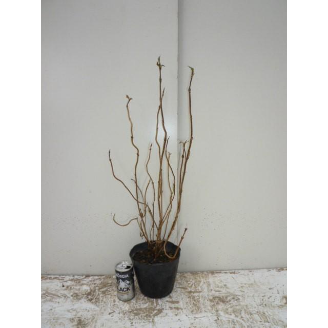 アジサイ 樹高0 3m前後 15cmポット 造園用 あじさい 紫陽花 西洋アジサイ 苗木 植木 苗 庭木 生け垣 Ta 季の香 通販 Yahoo ショッピング