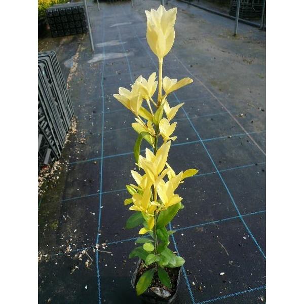 オウゴンマサキ 樹高0 5m前後 10 5cmポット おうごんまさき 黄金マサキ スーパー