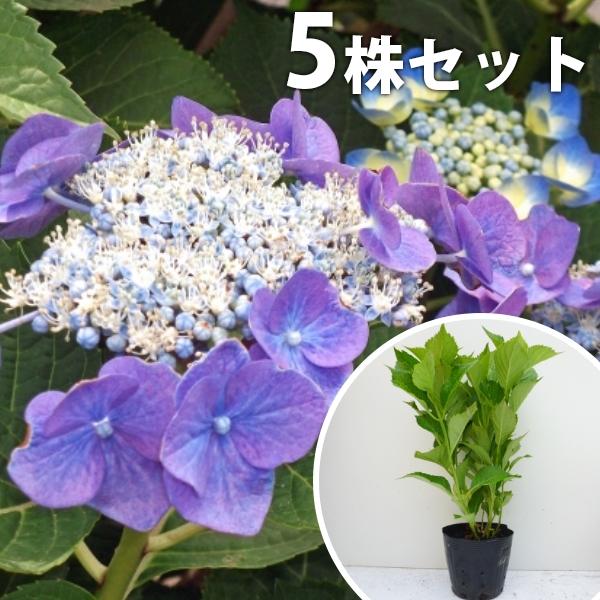 送料無料新品 ガクアジサイ 5本セット 樹高0 3m前後 15cmポット 額紫陽花 がくあじさい 額あじさい 苗木 植木 苗 庭木 生け垣 送料込み Aynaelda Com