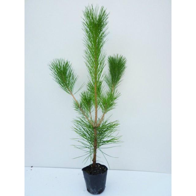 クロマツ 樹高0.8m前後 10.5cmポット 黒松 くろまつ 松の木 苗木 植木