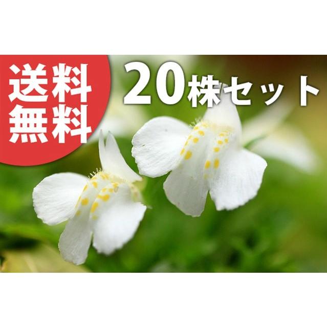 サギゴケ シロバナサギゴケ ポットセット 9cmポット 白花サギゴケ 白花 苗木 植木 苗 庭木 生け垣 送料込み Ta set 季の香 きのか 通販 Yahoo ショッピング
