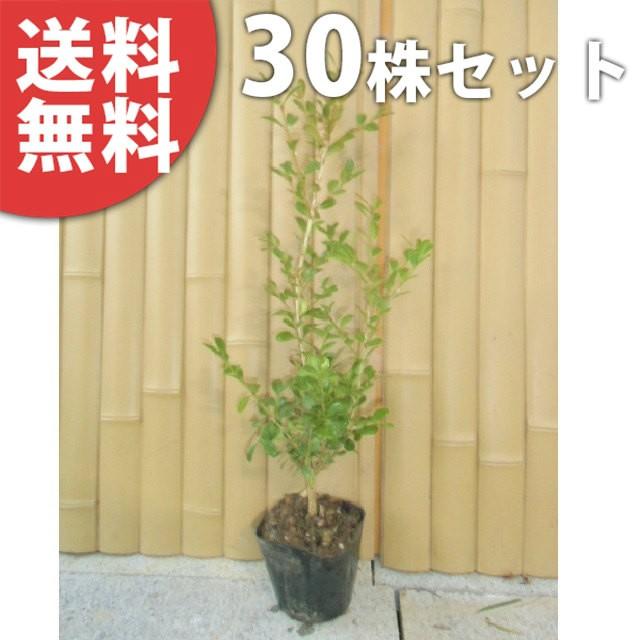 ボックスウッド 30本セット 樹高0 3m前後 10 5cmポット おすすめ 優良品 苗木 植木 苗 庭木 生け垣 送料込み 目隠し 生垣 Ta 30set 季の香 通販 Yahoo ショッピング