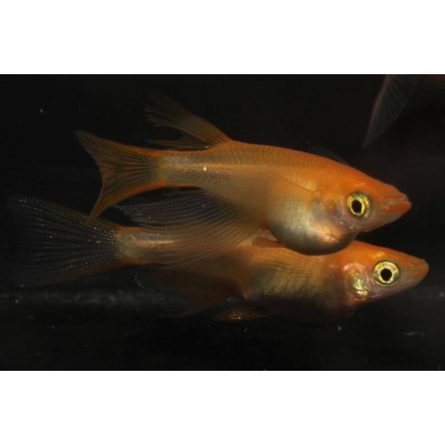 プレミアムメダカ プラチナダイヤリアルロングフィン タマゴ30個 綺麗 タマゴ 血統 生体 フィン ワムシセット 目高 みゆき 水草 繁殖 新種 たまご 幹之 販売 ロング めだか 観賞魚 淡水魚 青メダカ 産卵 ペット 中里氏 飼う 種類 飼育 メダカ 卵