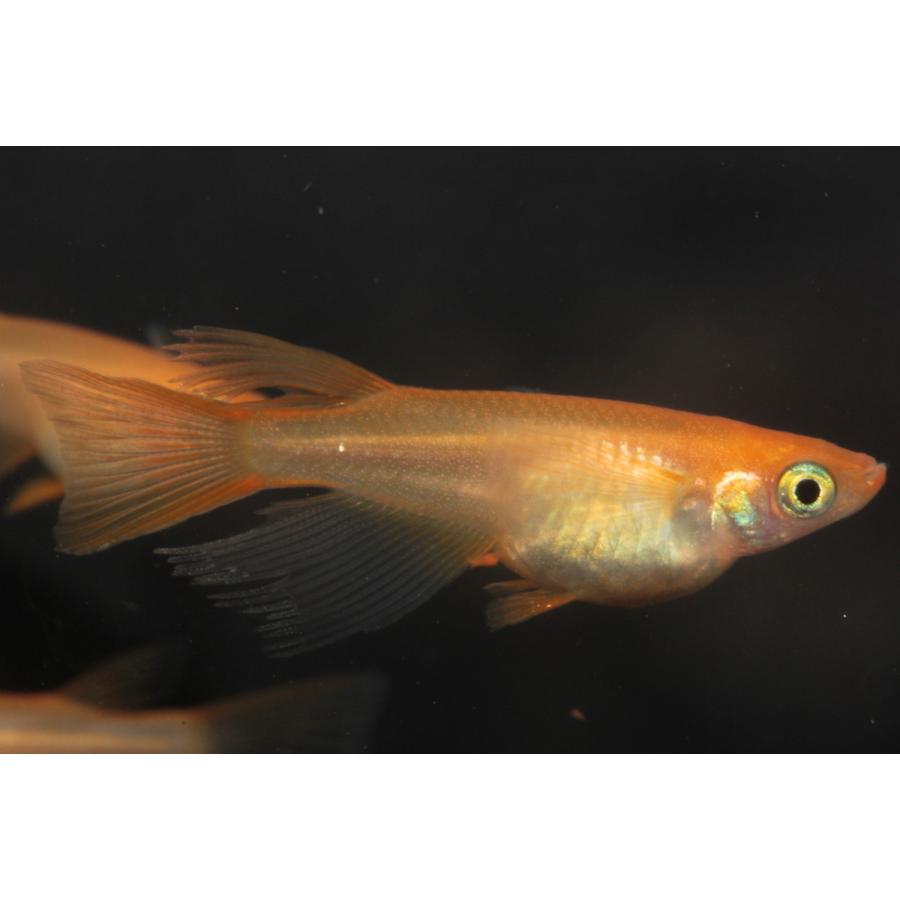 プレミアムメダカ プラチナダイヤリアルロングフィン タマゴ30個 綺麗 タマゴ 血統 生体 フィン ワムシセット 目高 みゆき 水草 繁殖 新種 たまご 幹之 販売 ロング めだか 観賞魚 淡水魚 青メダカ 産卵 ペット 中里氏 飼う 種類 飼育 メダカ 卵