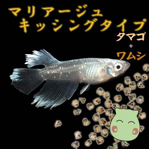 プレミアムメダカ マリアージュキッシングタイプ タマゴ個 ワムシセット 中里氏 メダカ 生体 種類 血統 めだか 目高 タマゴ たまご 卵 繁殖 水草 産卵 飼育 メダカ 必須条件 配達日指定ないと配送出来ません